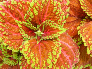 Coleus bitkisinin kırmızı yeşil yaprakları, Plectranthus scutellarioides