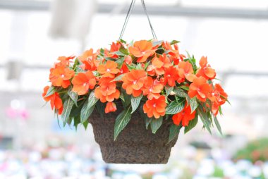 Orange impatiens, scientific name Impatiens walleriana flowers also called Balsam, flower bed of blossoms in pink, hanging flowers clipart