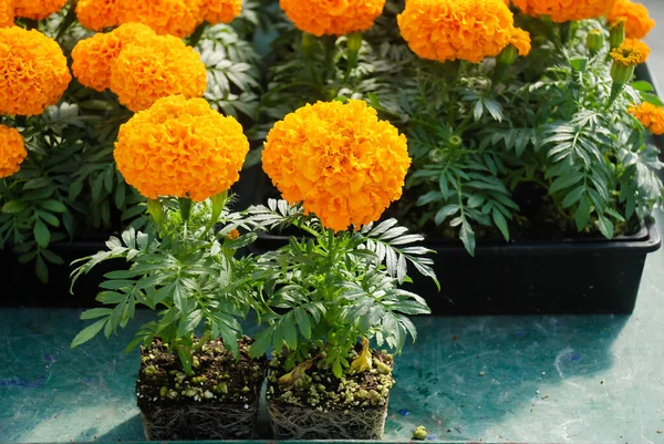 Caléndulas Color Naranja Tagetes Erecta Caléndula Mexicana Caléndula Azteca Caléndula — Foto de Stock