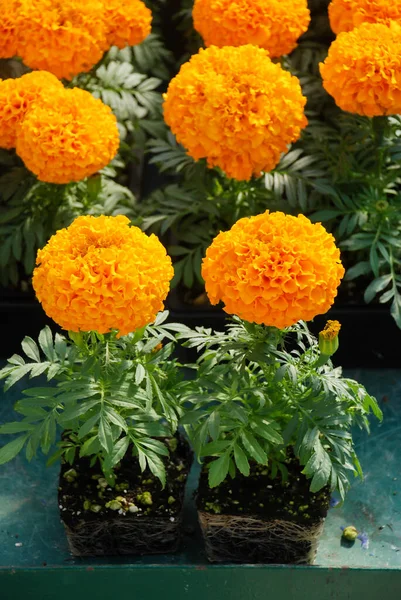 Soucis Orange Couleur Tagetes Erecta Souci Mexicain Souci Aztèque Souci — Photo