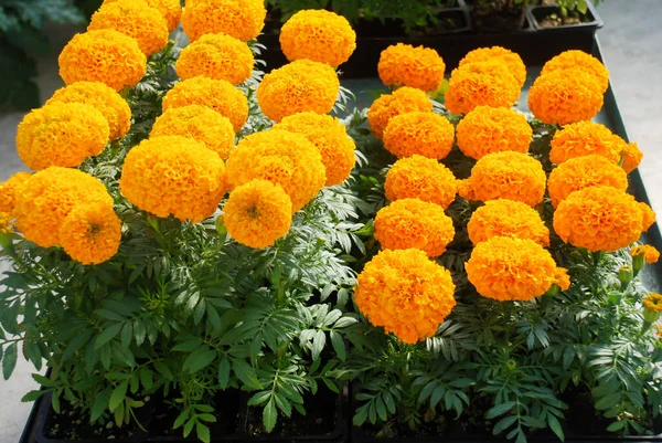 Marigolds Orange Color Tagetes Erecta Mexican Marigold Aztec Marigold African — 스톡 사진