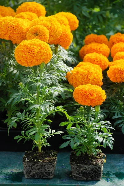 Caléndulas Color Naranja Tagetes Erecta Caléndula Mexicana Caléndula Azteca Caléndula — Foto de Stock