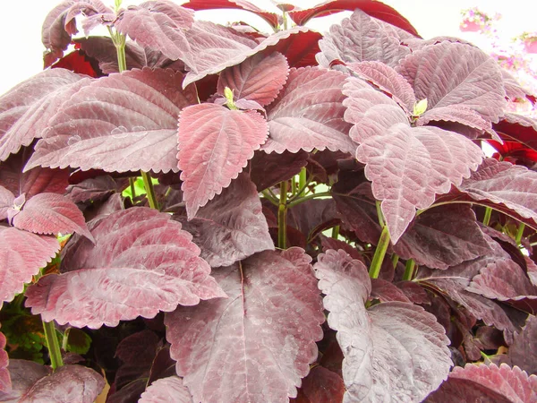 Rode Paarse Bladeren Van Coleusplant Plectranthus Scutellarioides — Stockfoto