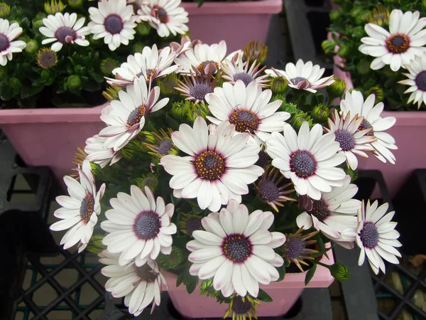 Luz Osteospermum Roxo Flores Dimorfotheca Canteiro Flores Flores Roxas — Fotografia de Stock