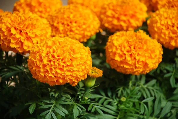 Marigolds Orange Color Tagetes Erecta Mexican Marigold Aztec Marigold African — 스톡 사진