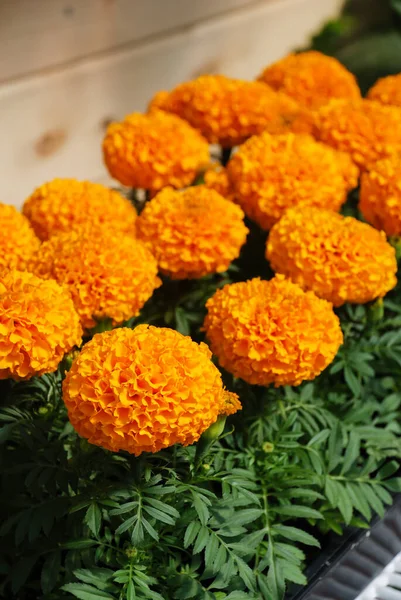 Warna Oranye Marigold Tagetes Erecta Marigold Meksiko Marigold Aztec Marigold — Stok Foto