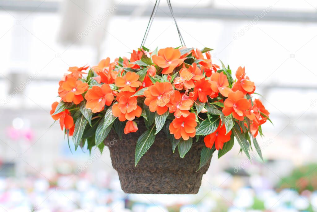 Orange impatiens, scientific name Impatiens walleriana flowers also called Balsam, flower bed of blossoms in pink, hanging flowers