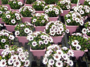 Açık mor osteospermum ya da çiçek tarhında dimorfotheca çiçeği, mor çiçekler