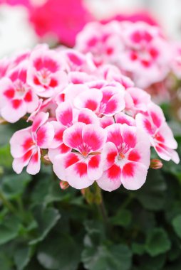 Pelargonium - Sardunya Çiçekleri bahçede yeşil arka planlı güzel taç yaprak detaylarını gösteriyor