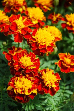 Tagetes patula Fransız kadife çiçeği, turuncu sarı çiçekler, yeşil yapraklar, saksı bitkisi