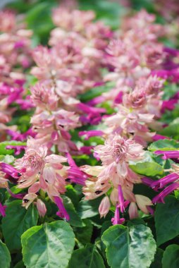 Mor Salvia Splendens, siyah tepside kırmızı saksı bitkileri