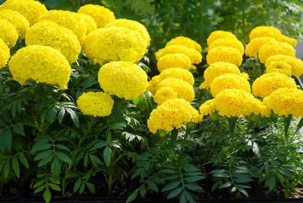 Caléndulas Color Amarillo Tagetes Erecta Caléndula Mexicana Caléndula Azteca Caléndula — Foto de Stock