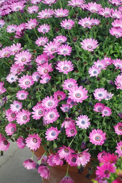 Light purple osteospermum or dimorphotheca flowers in the flowerbed, purple flowers