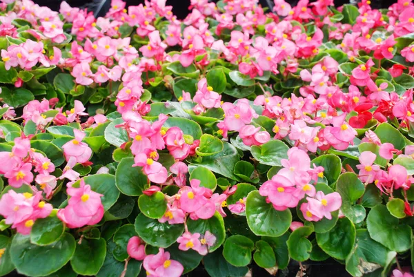 Begonias Rosadas Begonias Semperflorens Jardín Begonia Potted — Foto de Stock