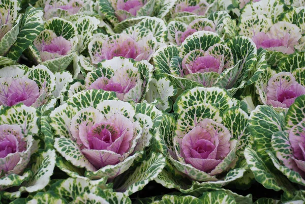 观赏卷心菜在植物园 切花中 免版税图库照片