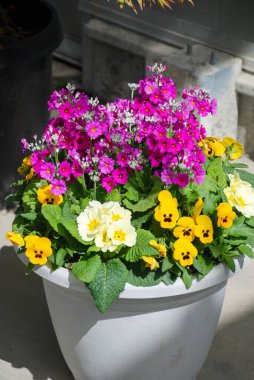 Karışık Mor Çiçek Pansisesi. Renkli nonoş çiçeklerine yakın plan. Bir saksı çiçeği.