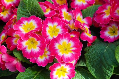 Primrose Primula Vulgaris çiçeği. Çok renkli Country Garden Primula Çiçekleri, saksı bitkisi