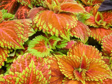 Coleus bitkisinin kırmızı yeşil yaprakları, Plectranthus scutellarioides