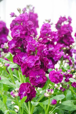 Bulanık Matthiola incana çiçeği, çiçek tomurcukları, fidanlıkta kesilmiş çiçekler, tam çiçek. Mor Matthiola