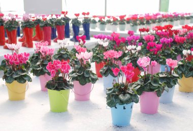 Bebek odasında bir çaydanlığı olan bulanık Cyclamen. Çiçek serası. Primulaceae Ailesi. Siklamen persicum karışık renk