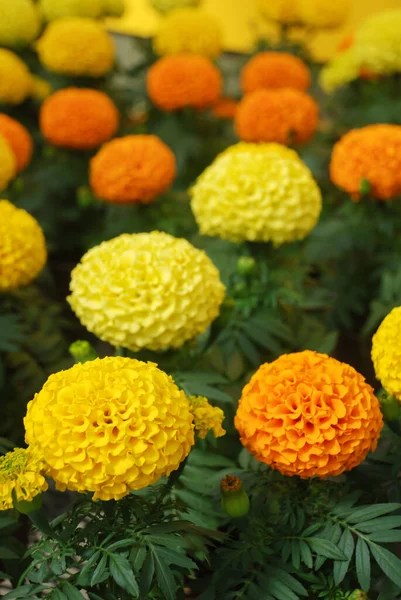 Caléndulas Color Mixto Tagetes Erecta Caléndula Mexicana Caléndula Azteca Caléndula — Foto de Stock