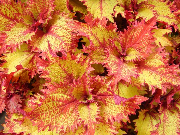 Rode Gele Bladeren Van Coleusplant Plectranthus Scutellarioides — Stockfoto