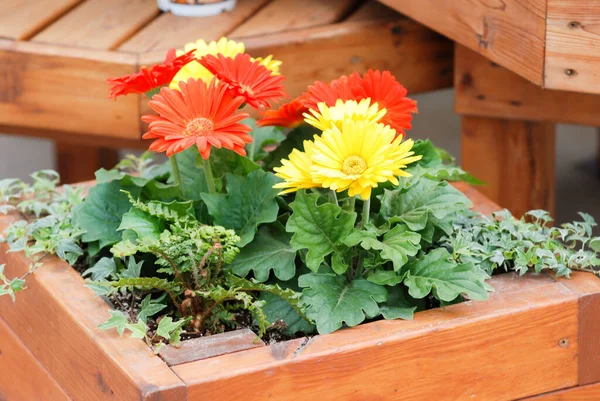 Verschwommenes Rotgelb Gerbera Daisy Gerbera Topf Auf Dem Tisch Volle — Stockfoto