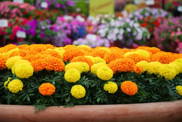 Marigolds Mixed Color Tagetes Erecta Mexican Marigold Aztec Marigold African Лицензионные Стоковые Изображения