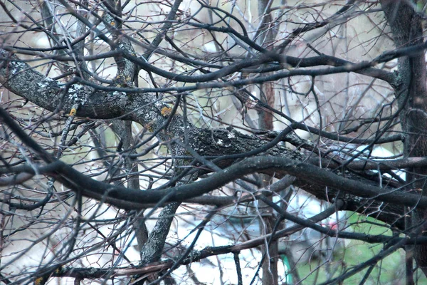 Tree spirit photo of a creature\'s face appearing on the bark