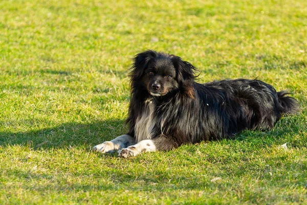 Dog Waiting Its Owner Small Old Dog Lying Green Grass — Stock Photo, Image