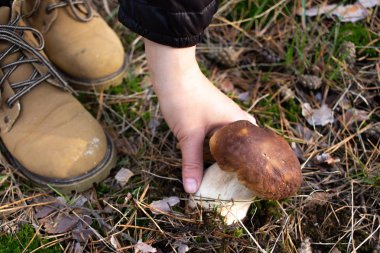 White mushroom. Boletus in the hand of a girl in the forest.