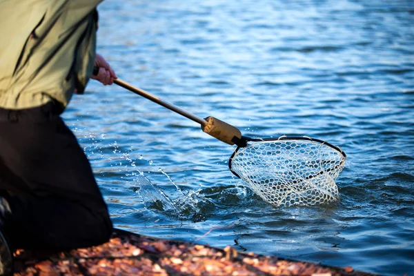 Риболовля Рибалка Тримає Сітку Щоб Підібрати Форель — стокове фото
