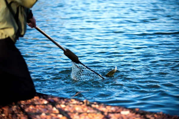Pescar Pescador Pegando Uma Grande Truta Arco Íris Com Sua — Fotografia de Stock