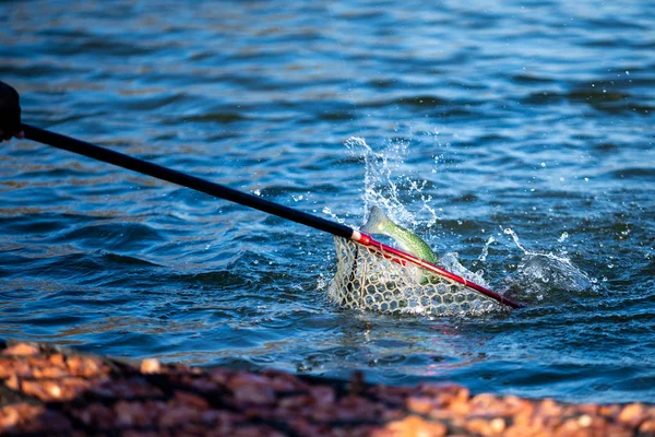 Pesca Pescador Trucha Dramático — Foto de Stock