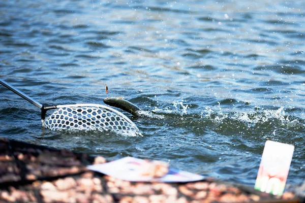 Fiske Fiskare Plockar Upp Stor Regnbågslax Med Sitt Fiske Nät — Stockfoto