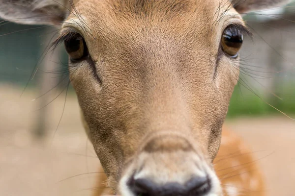 Sevimli geyik yakın çekim. Portre