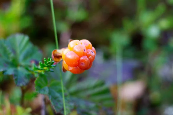 Les Myrtilles Poussent Dans Forêt Fond Image — Photo