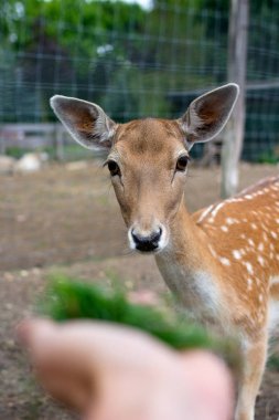 Bir geyiği otla beslemek. Sevimli geyik closeup.