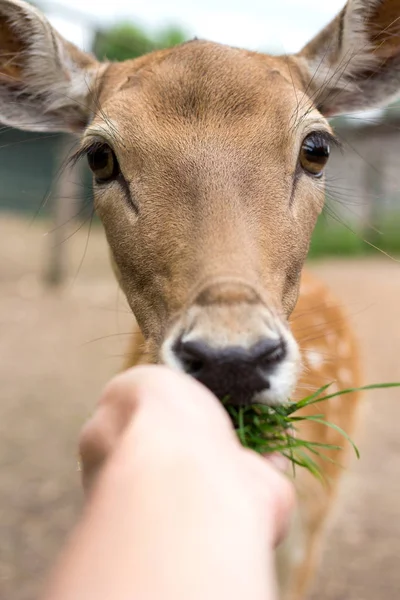 Hand feeding a deer with a grass. Cute deer closeup.