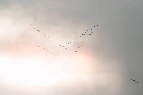 Geese flying on the cloudy sunset sky