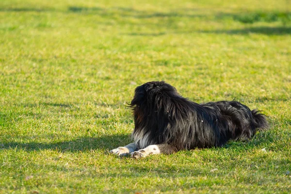 Sad Homeless Dog Lying Green Grass — Stock Photo, Image