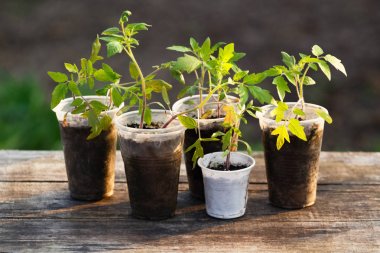Plastik bardaklarda büyüyen küçük fideler, gün doğumuyla birlikte ahşap masada duruyor, ekolojik kavram..