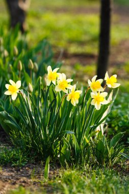 Bahçe. Bahçede yetişen bahar nergislerinin tarım konsepti.
