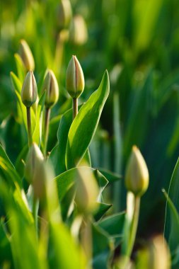 Bahçede taze bahar çiçekleri açar. Bulanıklık arka planda yumuşak ışıkta yeşil yaprakları ile kırmızı lale tomurcukları.