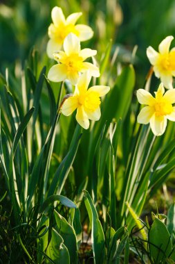 Bahar çiçekleri Narcissus güneş ışığında bahçede büyüyor