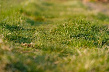 Soyut yeşil doğal arka plan. Bulanık arka planlı taze bahar otu.