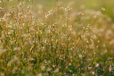 Güneşli yaz veya ilkbahar gününde doğal güneş ışığı altında bahçede renkli küçük beyaz çiçeklenme ve yeşil yaprak manzara. İlkbahar yaz çiçek arka plan.