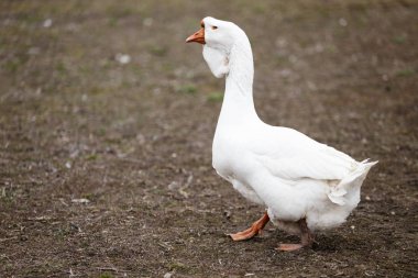 Çayırda dolaşan kaz. Kaz portresi. 