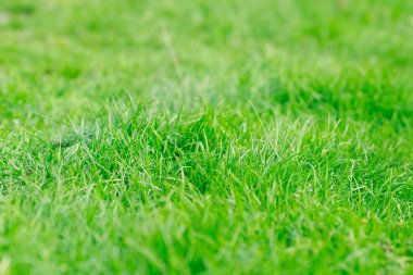 Taze ot tarafından mükemmel bir yeşil arka plan