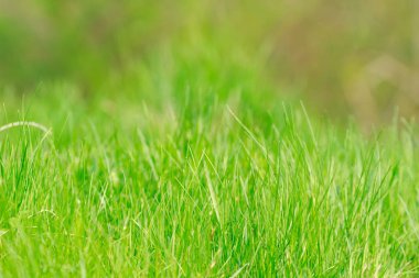yeşil çim. doğal arka plan dokusu.